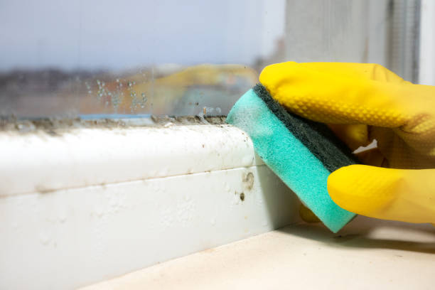 Professional Mold Remediation in Sulphur, LA